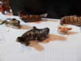 /album/photos-de-lexpo-nature/p1020189-jpg/