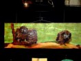 /album/expo-photo-mythe-et-fantasy-/img-0545-jpg/